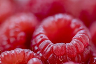 Raspberries with shallow depth of field, close-up