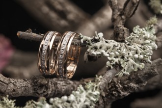 Engagement rings on a dry autumn branch and leaves on a glass background