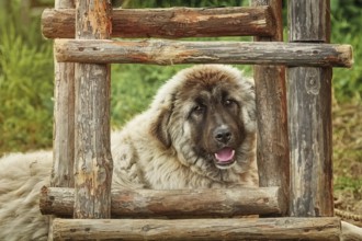Portrait of Big Dog near the head of Burgas, Bulgaria, Europe