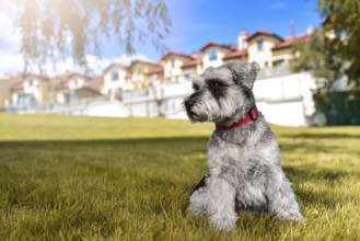 Portrait of a beautiful dog schnauzer sitting on the grass and looking into the distance in the