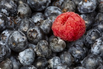 Macro Close Up Fruit Rasberry and blueberry