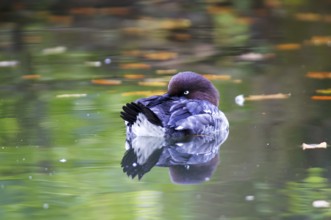 Resting goldeneye. Resting Golden Eye