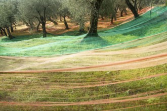 He extended networks for the Olive harvest in late fall