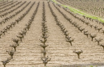Rows of pruned bare grape vines in early spring, prepared for upcoming budding