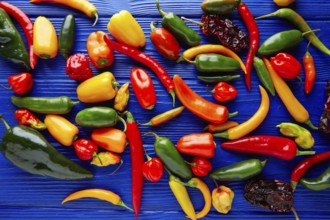Mexican hot chili peppers colorful mix habanero poblano serrano jalapeno sweet