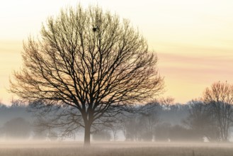 Tree in the fog at down in winter
