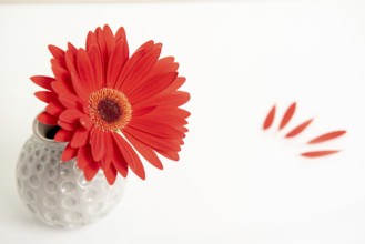 Beautiful red Gazania flower on a white stylish vase. Creative Still life photography