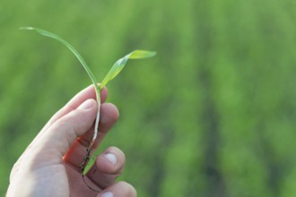 Wheat seedling on the hand. Spring wheat seedling. Growth concept, Young sprout in springtime