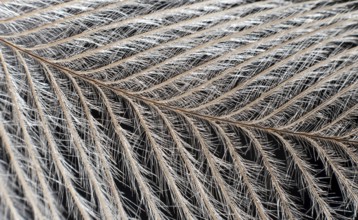 Elegant Feather on black Extreme Close up Detail. Extreme macro feather. Fluffy feather