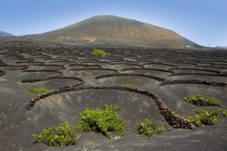 Lanzarote La Geria vineyard on black volcanic soil in Canary Islands