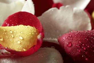 Colorful rose petal pattern wallpaper background texture