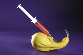 Bio genetics research of food, modified pumpkin with syringe