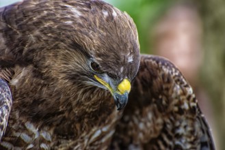 Close-up of the head of an hawk