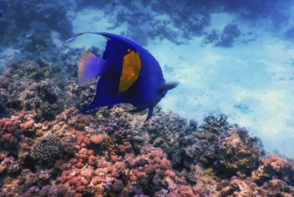 Yellow side damselfish (amblyglyphidodon flavilatus) underwater background, Marine life
