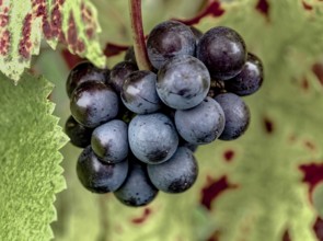 Ripe Pinot Noir grapes with autumnal vine leaves