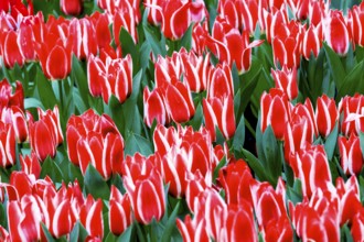 Red and white Greigii tulips Plaisir