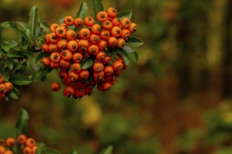 Yew berry. Taxus Yew Shrubs. Red berries on yew tree branch in the garden in autumn. Red rowan on