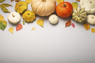 Thanksgiving or fall festive composition with different assorted pumpkins and autumn yellow leaves