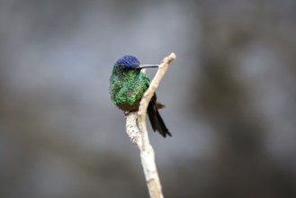Violet-capped woodnymph perched on a branch against defocused background, Itatiaia, Rio de Janeiro,