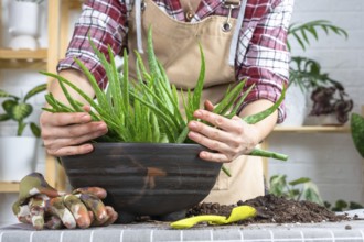 The hands of woman in an apron Potting, transplanting and reproduction is the separation of the