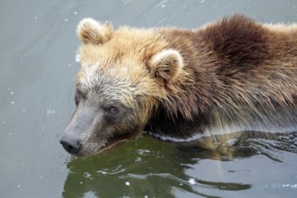 Kamchatka bear Kamtchatkabear