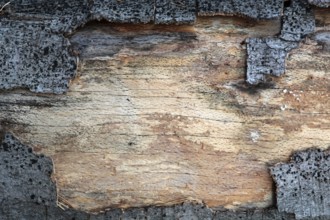 Old wood with bark Old wood with bark