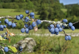 Blackthorn, Prunus spinosa, blackthorn, sloe, black haw