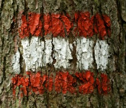The Flag Of Austria Painted On Tree Bark