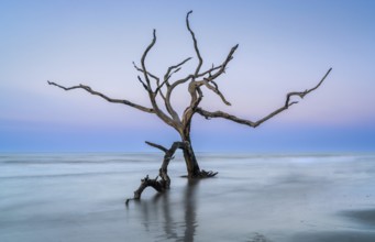 Meditative seascape at Boneyard Beach on Bull Island in South Carolina at sunrise