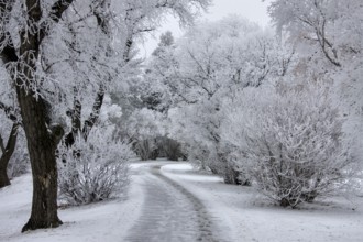 Winter Frost Saskatchewan Canada ice storm danger