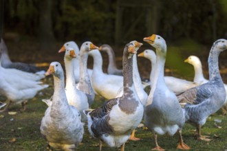 Geese in the outdoor enclosure