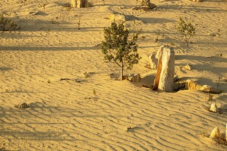 An image of the beautiful Pinnacles Desert in western Australia
