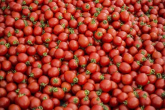 Fresh red tomato at grocery store for food backgrounds concept