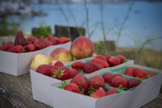 Basket of strawberries and nectarines from the farmers' market in Sausalito, California, USA, USA,