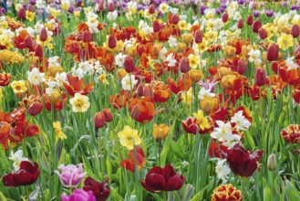 Narcissus and Tulips Flowerbed. Spring in the Netherlands Lisse, Netherlands