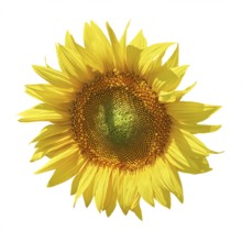 Yellow Sunflower against the White Background Balchik, Bulgaria, Europe