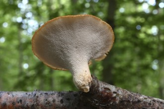 Sclerotia spore, small scale spore (Polyporus tuberaster), Lower Franconia, Bavaria, Germany,