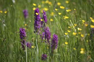 Western marsh orchid, dactylorhiza maja in a meadow with buttercups