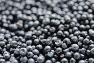 Close-up image of a pile of fresh blueberries