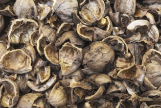 Close up view of shattered walnut shells. Textured background of drought walnut shells