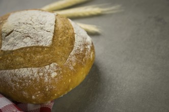 Beautiful Sourdough bread on gray background with dried wheat flower