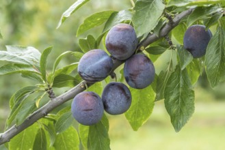 Plum (Prunus domestica 'Anna Späth'), Cambridge Botanical Garden, Germany, Europe