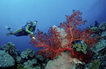 Diver and coral reef, Indonesia, Wakatobi Dive Resort, Sulawesi, Indian Ocean, Banda Sea, Asia
