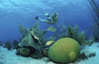 Snorkelling over coral reef, Netherlands Antilles, Bonaire, Caribbean, Caribbean Sea