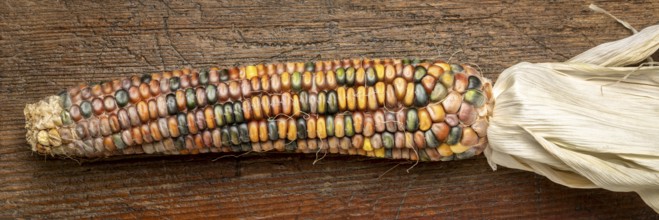 Ornamental corn ears close-up on a rustic wood, fall holidays or harvest concept, panoramic banner