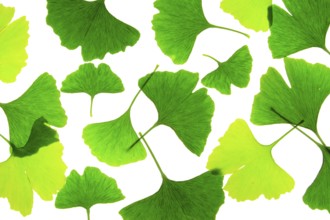Ginkgo leaves, cropped in front of white background Ginkgo leaves in front of white background