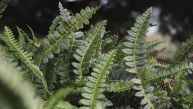 Common ribbed fern (Struthiopteris spicant)