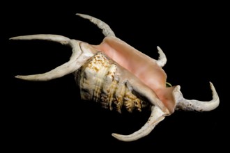 A stunning pink-hued spider conch shell with elongated, curved spines displayed against a black