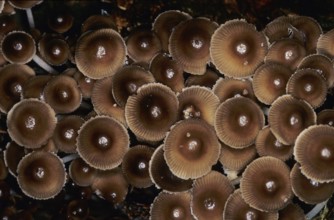 Mushrooms Surprise