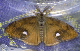 Sloe moth (Orgya recens)